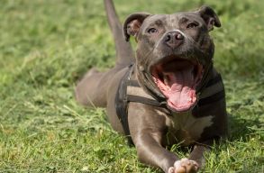 B�rt�nbe kell mennie egy galaci f�rfinak, mert meggyilkolt egy kuty�t