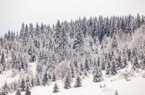 3,8 milli� lej k�rp�tl�st kaptak a h�romsz�ki erd�tulajdonosok